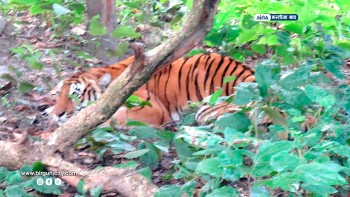 सप्तरीको फत्तेपुर बजारमा बाघको आक्रमणबाट तीनजना घाइते, स्थानीय त्रस्ति बाघ नियन्त्रणमा लिने प्रयास गरिदै