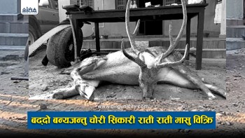 पर्सामा वन्यजन्तुको चोरी सिकार तीव्र, रातिको समयमा मासु बिक्री–वितरण