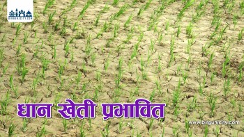 मधेशमा खडेरीको असर: खेत धज्जा, धानबाली सुक्न थाले
