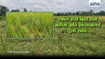 पर्सामा अविरल वर्षाले सयौं बिघा धान खेती डुबान, किसान ठूलो संकटमा