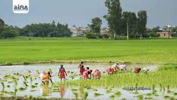 पर्सामा ९८ प्रतिशत रोपाइँ सम्पन्न