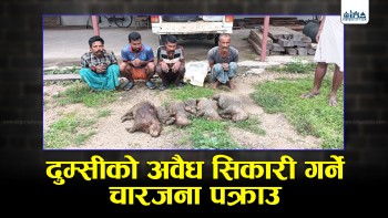 अवैध दुम्सी सिकार गर्ने बर्दीवासका ४ जना पक्राउ
