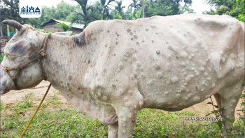 मधेश प्रदेशमा लम्पी स्किन रोगबाट १७०० पशुचौपाया मृत्यु