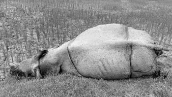 चितवनमा करेन्ट लागी गैंडाकाे मृत्यु, किसानलाई थुनामा पठाउने निर्णय