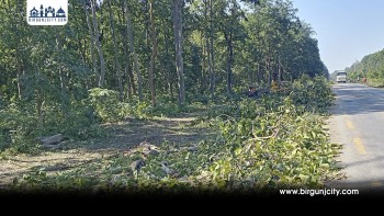 सर्लाही–महोत्तरी र धनुषाकाे पूर्वपश्चिम राजमार्ग विस्तारका लागि साढे ११ हजार रुख कटान सुरु