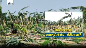 हावाहुरीले बाराको निजगढ र जितपुरसिमरामा करोडौंको केरा खेती नष्ट, क्षतिपुर्ति दिन सरकारसँग माग