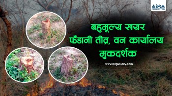 खयरका रुख मासेर  खेत बनाइदै, वन विनाश बढ्दो वन कार्यालय माैन (फाेटाे फिचर सहित)