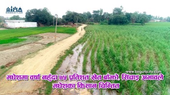 समय मै वर्षा नहुँदा मधेशमा २५ प्रतिशत मात्र धान रोपाइँ, किसानहरु चिन्तत