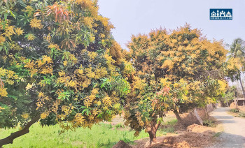 सप्तरीमा यस वर्ष आँप उत्पादन बढ्ने अनुमान