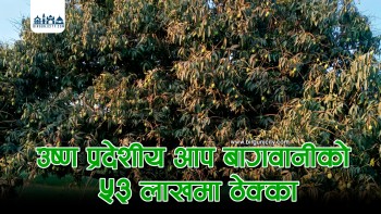 लालबन्दी बागवानी केन्द्रको आँप ५३ लाख ७१ हजारमा ठेक्का