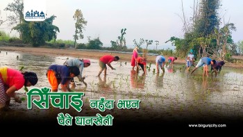 सर्लाहीमा सम्भावना हुँदाहुँदै सिँचाइ नहुदाँ हुन सकेन चैते धानखेती क्षेत्र विस्तार