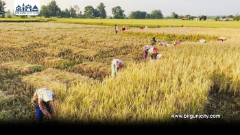 कृषि मजदुर अभाव, महिला मजदुरकै भरमा धान भित्र्याइँदै