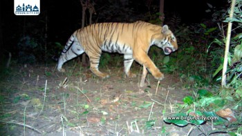 बाँके राष्ट्रिय निकुञ्जमा मान्छे आक्रमण गर्ने बाघको खोजी तीव्र