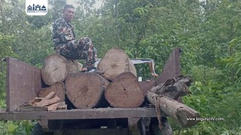 बारामा बन टोलीको विशेष अपरेसन : ठूलो परिमाणमा काठ बरामद, एक जना पक्राउ
