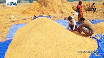 बाँकेमा कोटा सकिएपछि धान खरिद बन्द, किसान सस्तोमा बेच्न बाध्य