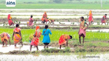 मधेसमा रोपाइँ आधामात्र : अन्न भण्डारमै गम्भीर संकट, वर्षा नहुँदा धान उत्पादन धरापमा
