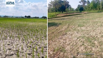 सुख्खाग्रस्त मधेसमा रोपाइँ ठप्प, जनजीवन कष्टकर : संघीय सरकारको उदासीनता झनै पीडादायक