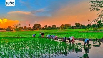 मधेसमा धान रोपाइँमा ढिलाइ, असार सकिँदा पनि ३३.७८ प्रतिशत मात्रै सम्पन्न