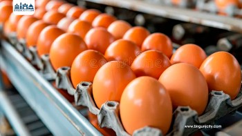 अत्यधिक गर्मीले अण्डा उत्पादन २५ प्रतिशतले घट्यो, मूल्यवृद्धि जारी