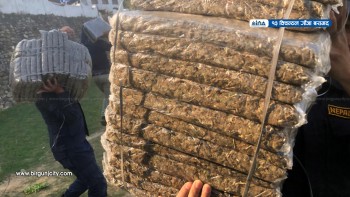 महोत्तरीमा लगातार लागूऔषध बरामद, १५ दिनमै १३ क्विन्टल गाँजा नियन्त्रणमा