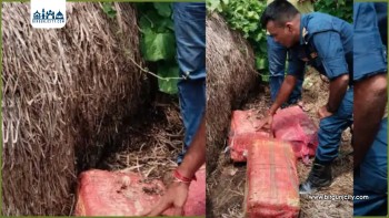 गाँजा परालभित्र लुकाएर राखिएको अवस्थामा बरामद