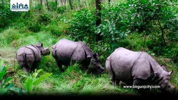 साउनयता चितवन निकुञ्जमा ९ गैँडा मृत, सबैमा प्राकृतिक कारण