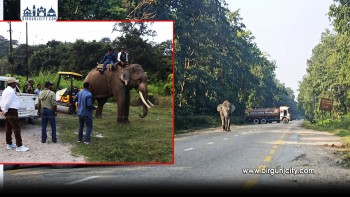 पथलैया–निजगढ सडकखण्डमा जङ्गली हात्तीको आतंक, नियन्त्रणमा लिन विज्ञ टोलीलाई कठिनाइ