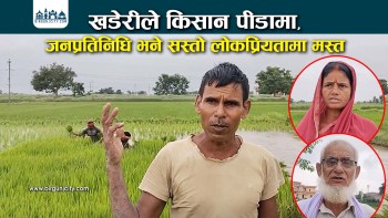 खडेरीले किसान पीडामा, जनप्रतिनिधि भने सस्तो लोकप्रियतामा मस्त (भिडियाे रिपाेर्ट सहित)