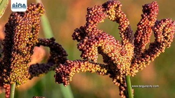 प्रथम राष्ट्रिय कोदो दिवस आज देशभर मनाइँदै, ‘कोदोजन्य परिकारको आहारः खाद्य सुरक्षा र स्वस्थ जीवनको आधार’ मुख्य नारा