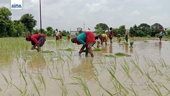 मधेस प्रदेशमा वर्षापछि धमाधम धान रोपाइँ सुरु, ६३ प्रतिशत पुगेको कृषि निर्देशनालयको तथ्यांक