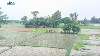 मधेसमा धान रोपाइँ तीव्र : तीन दिनदेखि परेको वर्षाले किसानलाई राहत