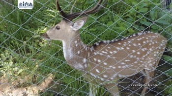 महोत्तरीमा सामुदायिक वन संरक्षणले वन्यजन्तु र चराचुरुङ्गीको सङ्ख्या बढ्यो