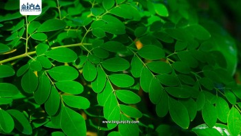 बल्झिँदो संकटको समाधान बन्न सक्छ मोरिङ्गा : खडेरीग्रस्त तराईमा हरियालीको आशा