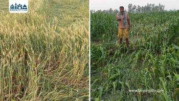 पर्सागढीका किसान हावाहुरीसहितको वर्षाबाट चिन्तित, तर फलफूलमा फाइदा