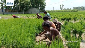 पर्सामा वर्षाले सुक्खाग्रस्त कृषकलाई राहत