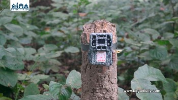 चितवन–पर्सा राष्ट्रिय निकुञ्जमा बाघ गणनाको दोस्रो चरण सम्पन्न