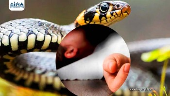 बारामा सर्पदंशबाट ११ वर्षीय बालकको मृत्यु