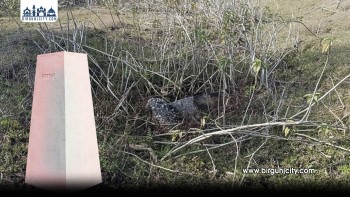 सप्तरी–भारत सीमामा ४७९ सीमास्तम्भ हराए, पुनर्निर्माणको आवश्यकता