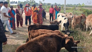 जितपुरसिमरामा वडा अध्यक्ष वाग्लेद्वारा गरिब तथा अपाङ्गता भएका परिवारलाई जर्सी गाई वितरण