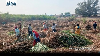 अनुदान अभाव र भुक्तानी ढिलाइले उखु किसान संकटमा